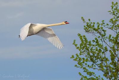 Mute Swan In Flight DSCN166073