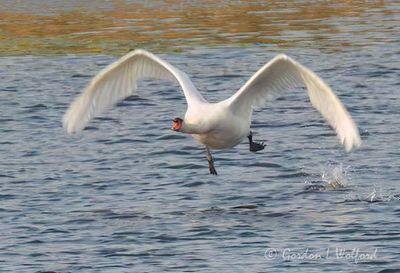 Mute Swan Taking Flight DSCN166066