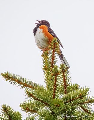 Eastern Towhee Calling Atop A Spruce DSCN166193