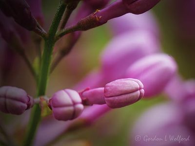 Lilac Buds P1100182