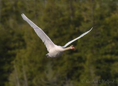 Mute Swan In Flight DSCN166070