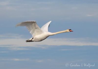 Mute Swan In Flight DSCN166072
