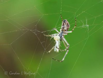 Spider With A Meal P1100353