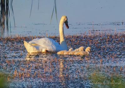 Mute Swan & Cygnets P1100569