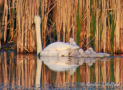 Mute Swan Cygnet Hitching A Ride 90D111859