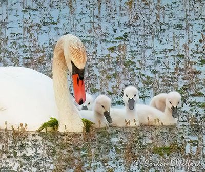 Mute Swan & Cygnets P1100776