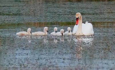 Mute Swan & Five Cygnets P1100899