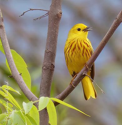 Yellow Warbler Warbling P1110115