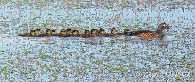 Wood Duck Duckling Train P1100976