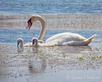 Mute Swan & Two Cygnets DSCN000064