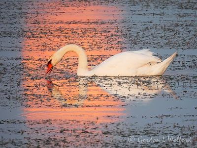 Mute Swan In Setting Moon Reflection DSCN000283