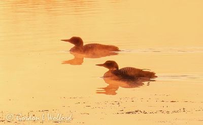 Two Loons In Misty Sunrise DSCN000571