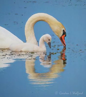 Mute Swan & Cygnet Reflected DSCN000827