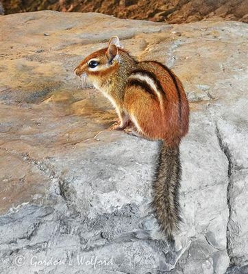 Chipmunk On A Rock DSCN000228
