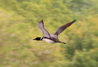 Common Loon In Flight DSCN000951