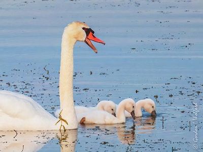 Mute Swan Laughing At Its Three Cygnets DSCN001000