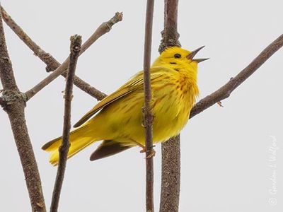 Yellow Warbler Warbling DSCN001070