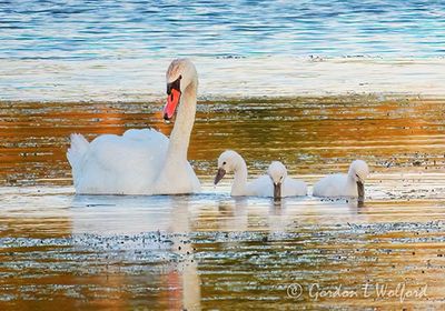 Mute Swan & Three Cygnets At Sunrise DSCN001145