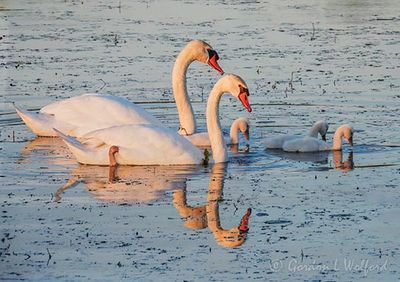 Mute Swans & 3 Cygnets At Sunrise DSCN001293