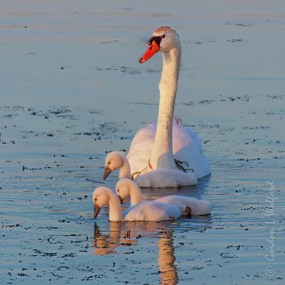 Mute Swan & Three Cygnets At Sunrise 90D113122