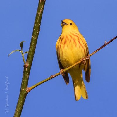 Yellow Warbler Warbling DSCN001634