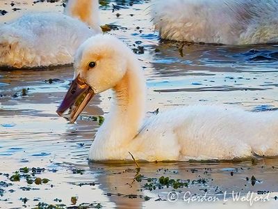 Mute Cygnet With A Mouthful DSCN001481