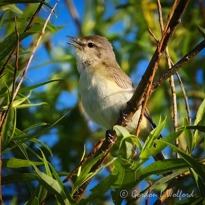 Warbling Vireo Warbling DSCN001611