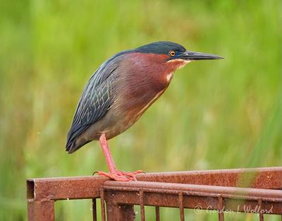 Green Heron On A Rusty Railing DSCN001770