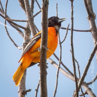 Baltimore Oriole Singing DSCN001889