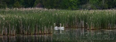 Mute Swan Family Swimming Into Cattails DSCN001757