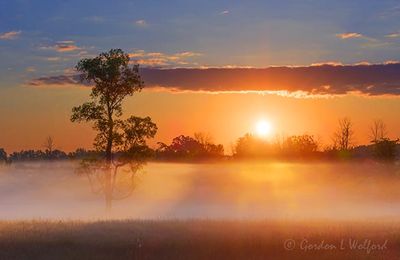 Tree In Ground Fog At Sunrise 90D113431-5
