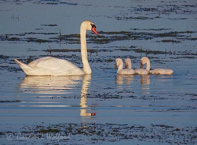 Mute Swan Reflected & Three Cygnets DSCN002054