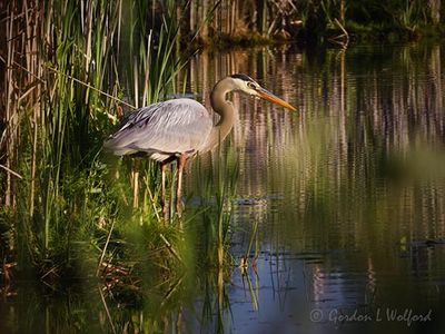 Great Blue Heron In The Swale DSCN002085