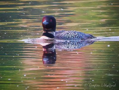 Common Loon Reflected DSCN002487