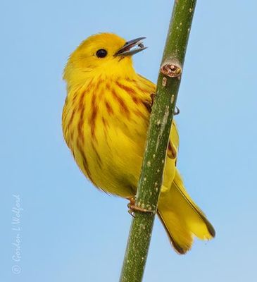 Yellow Warbler With A Morsel DSCN002618