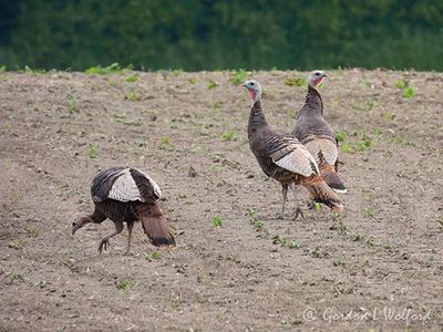 Three Wild Turkeys DSCN001727
