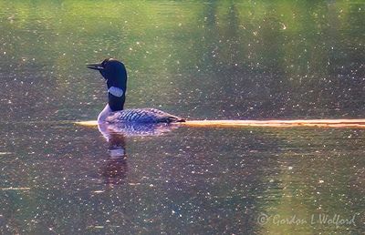 Common Loon Calling DSCN002561