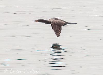 Double-crested Cormorant In Flight DSCN002396