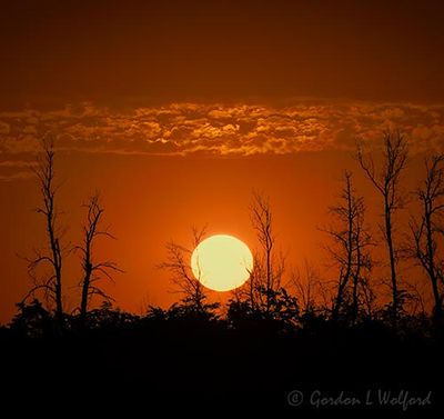 Sunrise Beyond Trees 90D113876