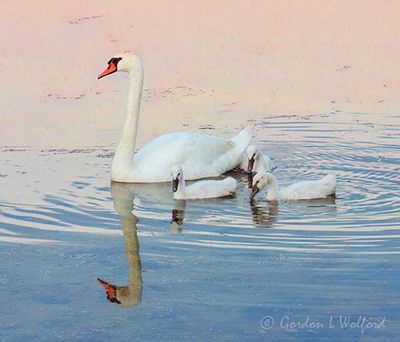 Mute Swan & Three Cygnets Reflected DSCN002668
