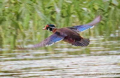 Male Wood Duck Taking Flight DSCN003069