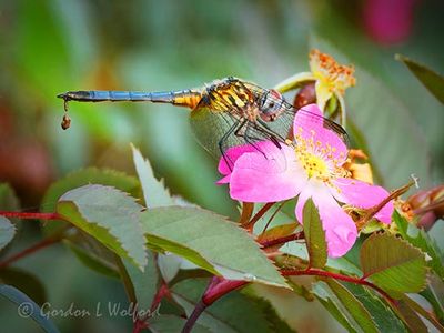 Dragonfly On A Redleaf Rose Pooping DSCN003159