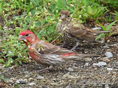 Mr & Ms House Finch Dining On Weed Seeds DSCN003191