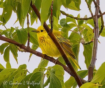 Yellow Warbler Among Leaves DSCN003228