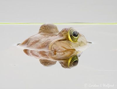 Bug On A Bullfrog Reflected DSCN003213