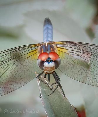 Dragonfly Head-on DSCN003168