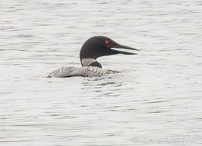 Common Loon Swallowing Catch DSCN003317