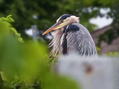 Great Blue Heron On A Bridge DSCN003345