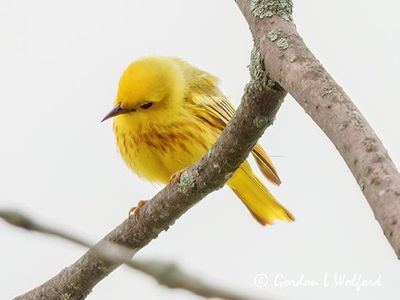 Yellow Warbler With Its Ear To The Ground DSCN003313