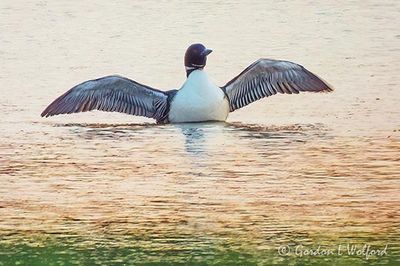 Common Loon Spreading Wings DSCN003391